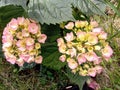Pink hydrangea flower in the spring garden Royalty Free Stock Photo