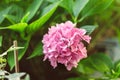 a pink hydrangea