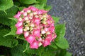 Pink hydrangea flower, top view Royalty Free Stock Photo