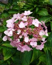 Pink Hydrangea Flowering