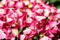 Pink Hydrangea Flowers Royalty Free Stock Photo