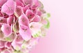 Pink Hydrangea Flowers Background Royalty Free Stock Photo