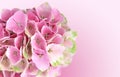 Pink Hydrangea Flowers Background