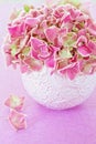 Pink hydrangea flowers Royalty Free Stock Photo