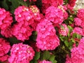 Pink hydrangea flowers blooming on a bush. Royalty Free Stock Photo
