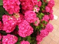 Pink hydrangea flowers Royalty Free Stock Photo