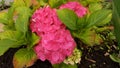 Autumn late pink hydrangea flowers close-up. Royalty Free Stock Photo