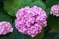 Pink hydrangea flowers close-up in the garden. Selective focus Royalty Free Stock Photo