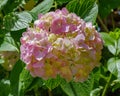 Pink hydrangea flowers. Royalty Free Stock Photo