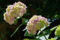 Pink hydrangea flowers. Royalty Free Stock Photo