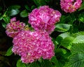 Pink hydrangea flowers. Royalty Free Stock Photo