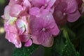 Pink hydrangea  with water drops close up Royalty Free Stock Photo