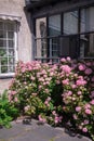 Pink hydrangea flowers in front of a house in the village Royalty Free Stock Photo