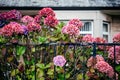 Pink hydrangea flowers in a front yard in Scotland, the UK Royalty Free Stock Photo