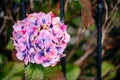 Pink hydrangea flowers in a front yard in Scotland, the UK Royalty Free Stock Photo