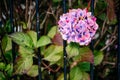 Pink hydrangea flowers in a front yard in Scotland, the UK Royalty Free Stock Photo