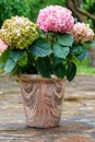 Pink hydrangea flowers in full bloom in clay pot in a garden. Hydrangea bushes blossom on sunny day. Flowering hortensia plant. Royalty Free Stock Photo