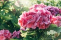 Pink hydrangea flowers in full bloom in a garden. Hydrangea bushes blossom on sunny day. Flowering hortensia plant. Royalty Free Stock Photo