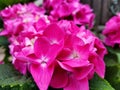 Pink Hydrangea flowers full blooming Royalty Free Stock Photo