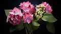 Pink hydrangea flowers with green leaves on black background. Mophead hydrangea flowers and leaves. Royalty Free Stock Photo