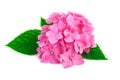 Pink hydrangea flowers with green leaves isolated on white. Royalty Free Stock Photo