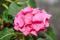 Pink Hydrangea flowers, hortensia bush plant close up Royalty Free Stock Photo