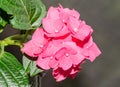 Pink Hydrangea flowers, hortensia bush plant close up Royalty Free Stock Photo