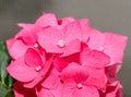 Pink Hydrangea flowers, hortensia bush plant close up Royalty Free Stock Photo