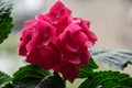 Pink Hydrangea flowers, hortensia bush plant close up Royalty Free Stock Photo