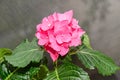 Pink Hydrangea flowers, hortensia bush plant close up Royalty Free Stock Photo