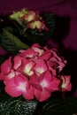 Pink hydrangea flowers, hortensias