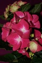 Pink hydrangea flowers, hortensias