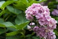 pink hydrangea flowers in the garden with green leaves Royalty Free Stock Photo