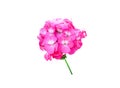 Pink hydrangea flowers  isolated on white background , clipping path Royalty Free Stock Photo