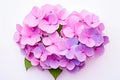 Pink hydrangea flowers isolated on white background. Close up. Royalty Free Stock Photo