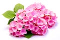 Pink hydrangea flowers isolated on white background. Close up. Royalty Free Stock Photo