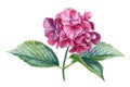 Pink Hydrangea flowers, isolated white background. Watercolor botanical illustration Royalty Free Stock Photo