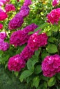 Pink hydrangea flowers, Hydrangea macrophylla in the garden. Selective focus. Royalty Free Stock Photo