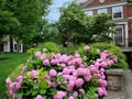 Pink hydrangea flowers Royalty Free Stock Photo