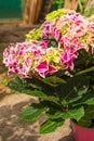 Pink Harlequin Hydrangea Flowers Royalty Free Stock Photo