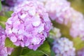 Pink hydrangea flowers pot that bloom in the sun Royalty Free Stock Photo