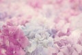 Pink hydrangea flowers Royalty Free Stock Photo