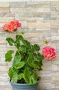 Pink hydrangea flowers on stone wall background Royalty Free Stock Photo