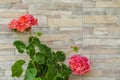 Pink hydrangea flowers on stone wall background Royalty Free Stock Photo