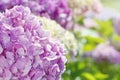 Pink hydrangea flowers with summer sunlight