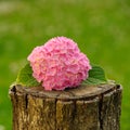 Pink Hydrangea Flowers on Tree Stump Royalty Free Stock Photo