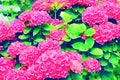 Pink hydrangea flowers. Watercolor stylization. Royalty Free Stock Photo