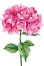 Pink hydrangea flowers on white isolated background, watercolor botanical illustration Royalty Free Stock Photo