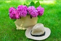 Pink hydrangea flowers in a wicker women`s summer bag and a sun hat on lush green grass. Royalty Free Stock Photo