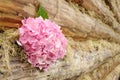 Pink Hydrangea Flowers on Wooden Wall Royalty Free Stock Photo